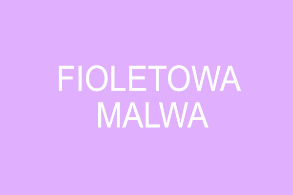 Fioletowa malwa