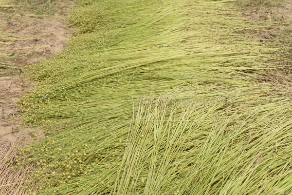 Uprawa i zbieranie lnu